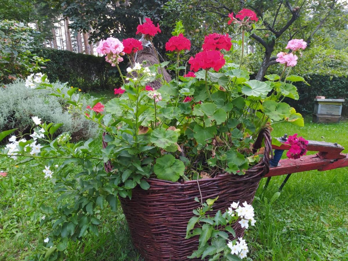 Apartmani Milic Sirogojno Buitenkant foto